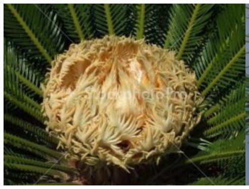 រូបទី១ — ប្រង់ (រូបថតដើមប្រង់មានកោនធំនៅកំពូល)