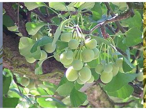 រូបទី៣ — គីងកូ (មែក ស្លឹករាងកង្ហារ និងផ្លែ)
