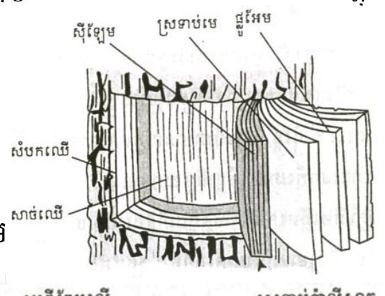រូប — គំរូប្លុកបីវិមាត្រនៃស្លឹក (គ្មានចំណងជើង)