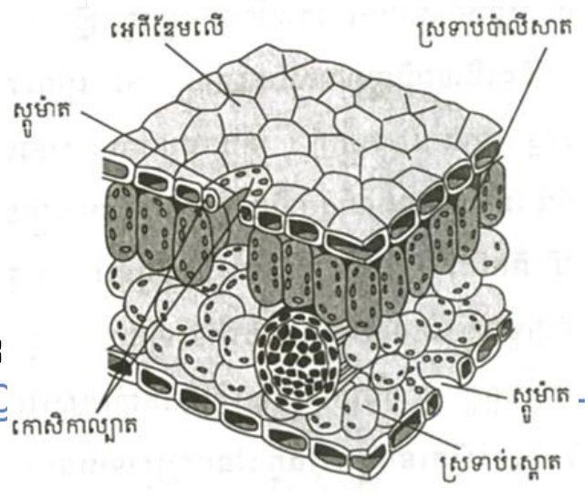 រូប — គំរូប្លុកបីវិមាត្រនៃស្លឹក បង្ហាញស្រទាប់កោសិកា (គ្មានចំណងជើង)
