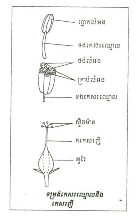 គំរូនៃកេសរឈ្មោលនិងកេសរញី — Model of the stamen and the pistil