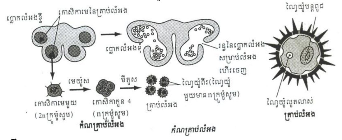 កំណគ្រាប់លំអង — Formation of the pollen grain (គ្មានចំណងជើង)