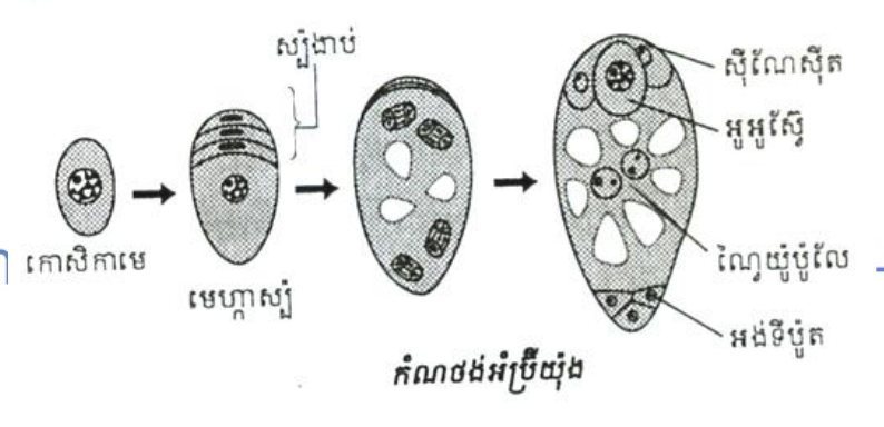 កំណថង់អំប៊្រីយ៉ុង — Formation of the embryo sac (គ្មានចំណងជើង)