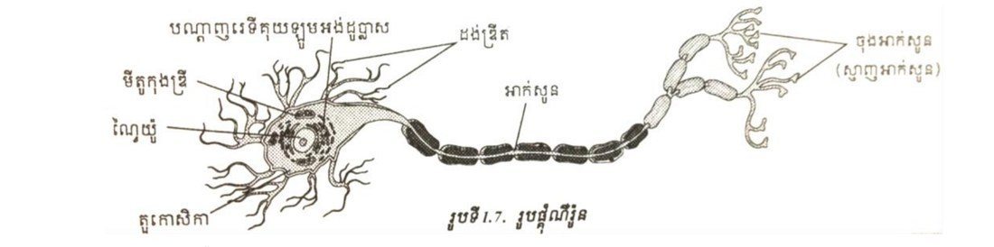 រូបទី 1.7 — រូបផ្គុំណឺរ៉ូន
