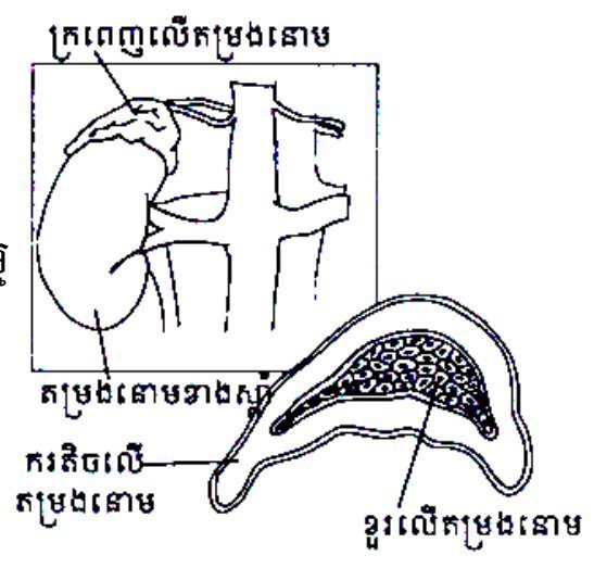 គំនូរតម្រងនាម និងក្រពេញលើតម្រងនាម (រូបគ្មានលេខរៀង) — The kidney with the adrenal gland on top (figure with no printed number)