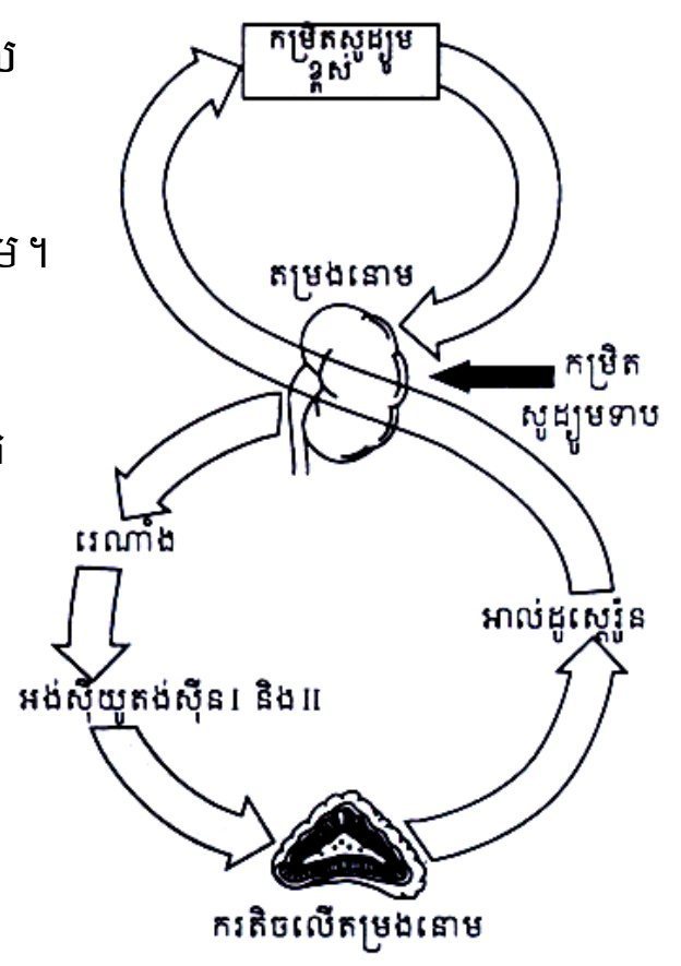 ដ្យាក្រាមវដ្តរេនីន–អង់ស៊ីយ៉ូតង់ស៊ីន–អាល់ដូស្តេរ៉ូន — The renin–angiotensin–aldosterone cycle (figure with no printed number)