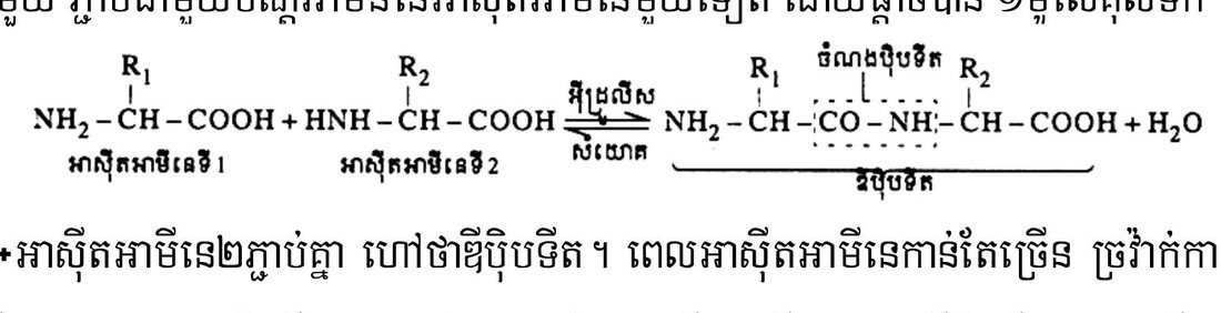 រូបទី 3 — ការកកើតចំណងប៉ិបទីត (សំយោគ) និងការបំបែកវាវិញ (អ៊ីដ្រូលីស)