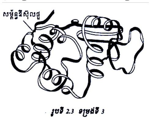 រូបទី 6 — ទម្រង់ទី 3 ៖ ចំណងឌីសុលហ្វីត