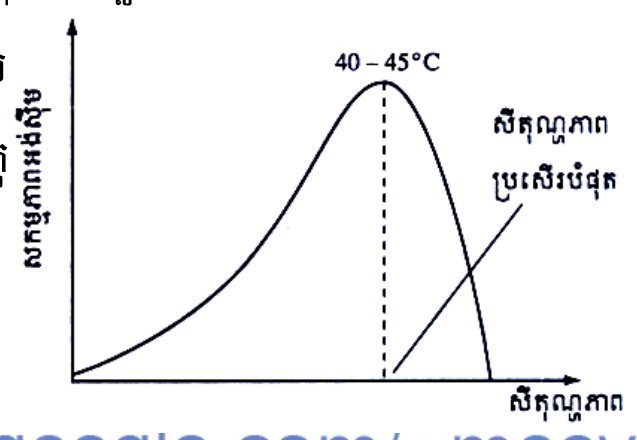 រូបទី 10 — ក្រាហ្វសកម្មភាពអង់ស៊ីមតាមសីតុណ្ហភាព (ចំណុចកំពូល 40–45⁰C)