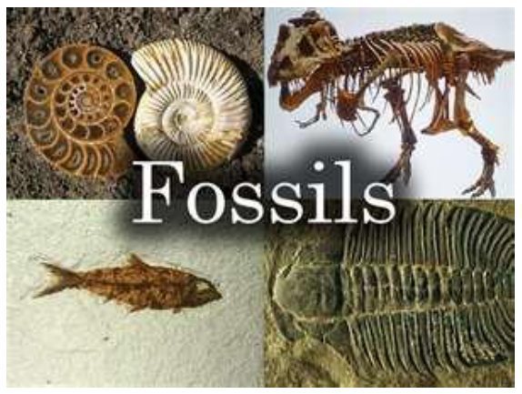 រូបភាពហ្វូស៊ីល — Fossils