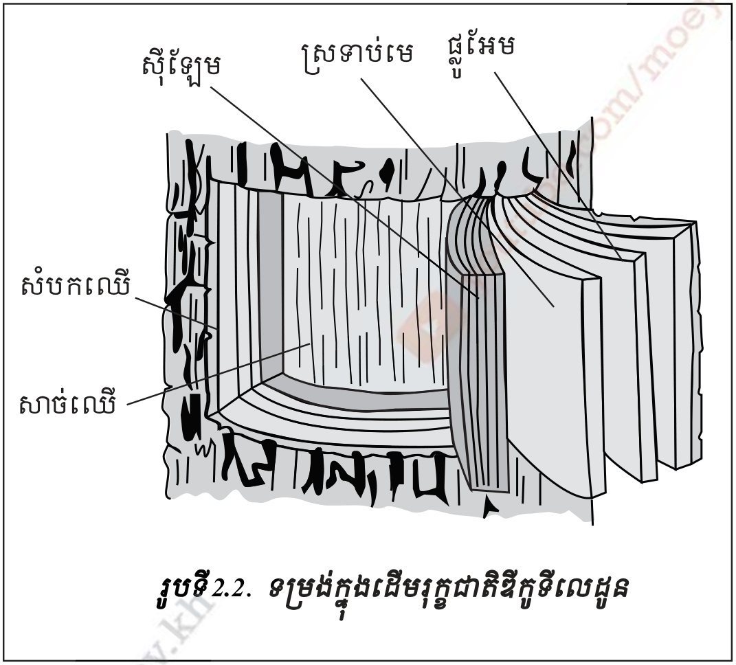 រូបទី 2.2 — ខ្នាតកាត់ដើមរុក្ខជាតិឌីកូទីលេដុន