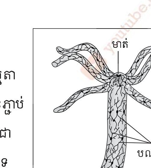 រូបទី 1.1 — ប្រព័ន្ធប្រសាទអ៊ីត