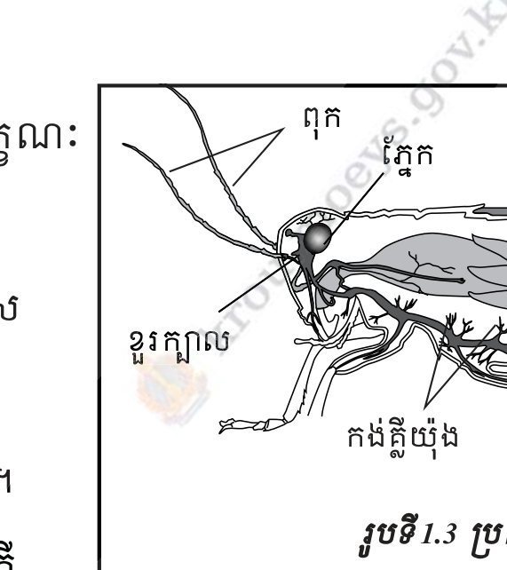 រូបទី 1.3 — ប្រព័ន្ធប្រសាទកណ្តូប