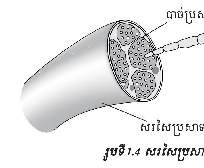 រូបទី 1.4 — សរសៃប្រសាទ