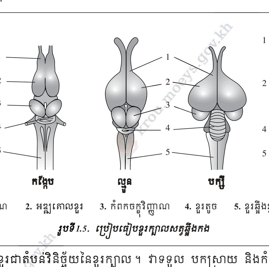 រូបទី 1.5 — ការវិវត្តន៍ខួរក្បាល
