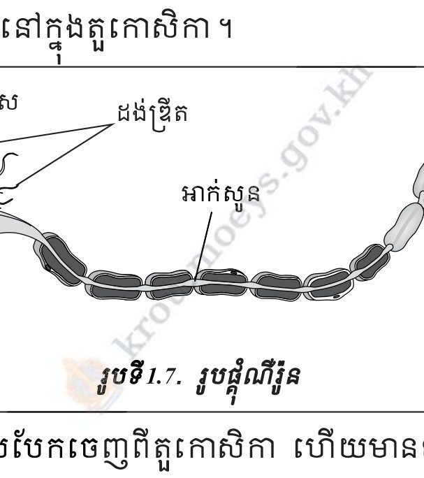 រូបទី 1.7 — រូបណឺរ៉ូន