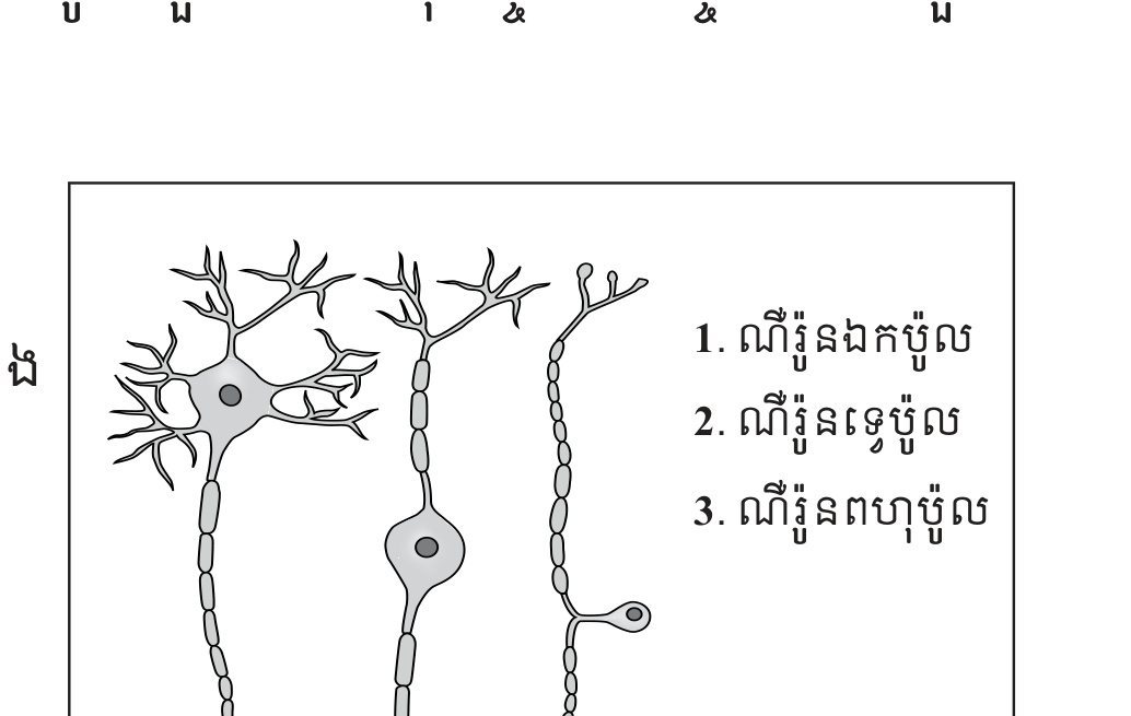 រូបទី 1.8 — ប្រភេទផ្សេងៗនៃណឺរ៉ូន