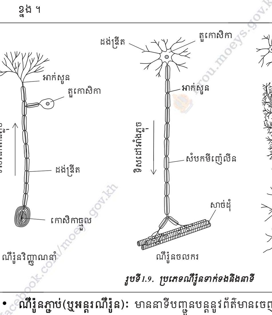 រូបទី 1.9 — ប្រភេទណឺរ៉ូនតាមការងារ និងនាទី