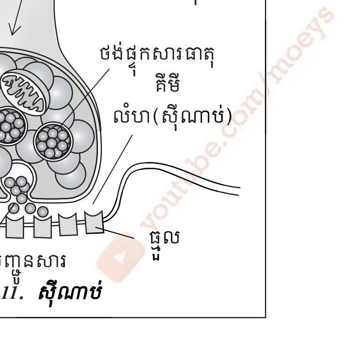 រូបទី 1.11 — ស៊ីណាប់
