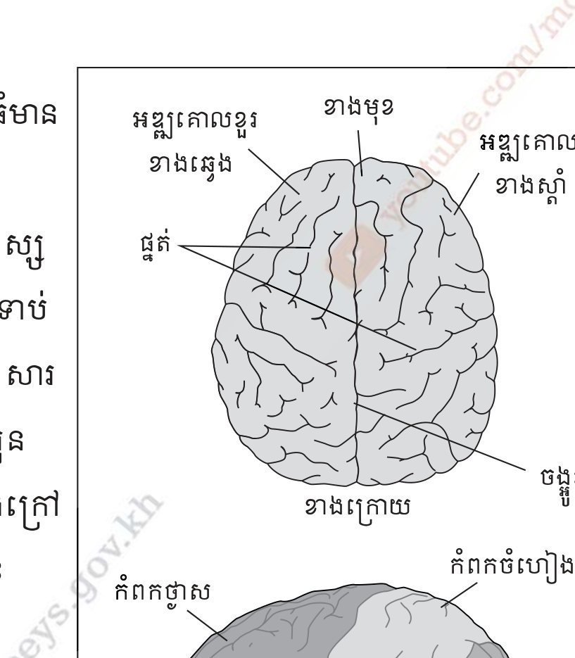 រូបទី 1.13 — ទម្រង់ខួរក្បាល
