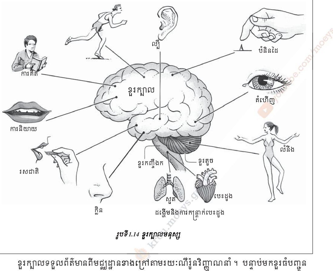 រូបទី 1.14 — ខួរក្បាលមនុស្ស