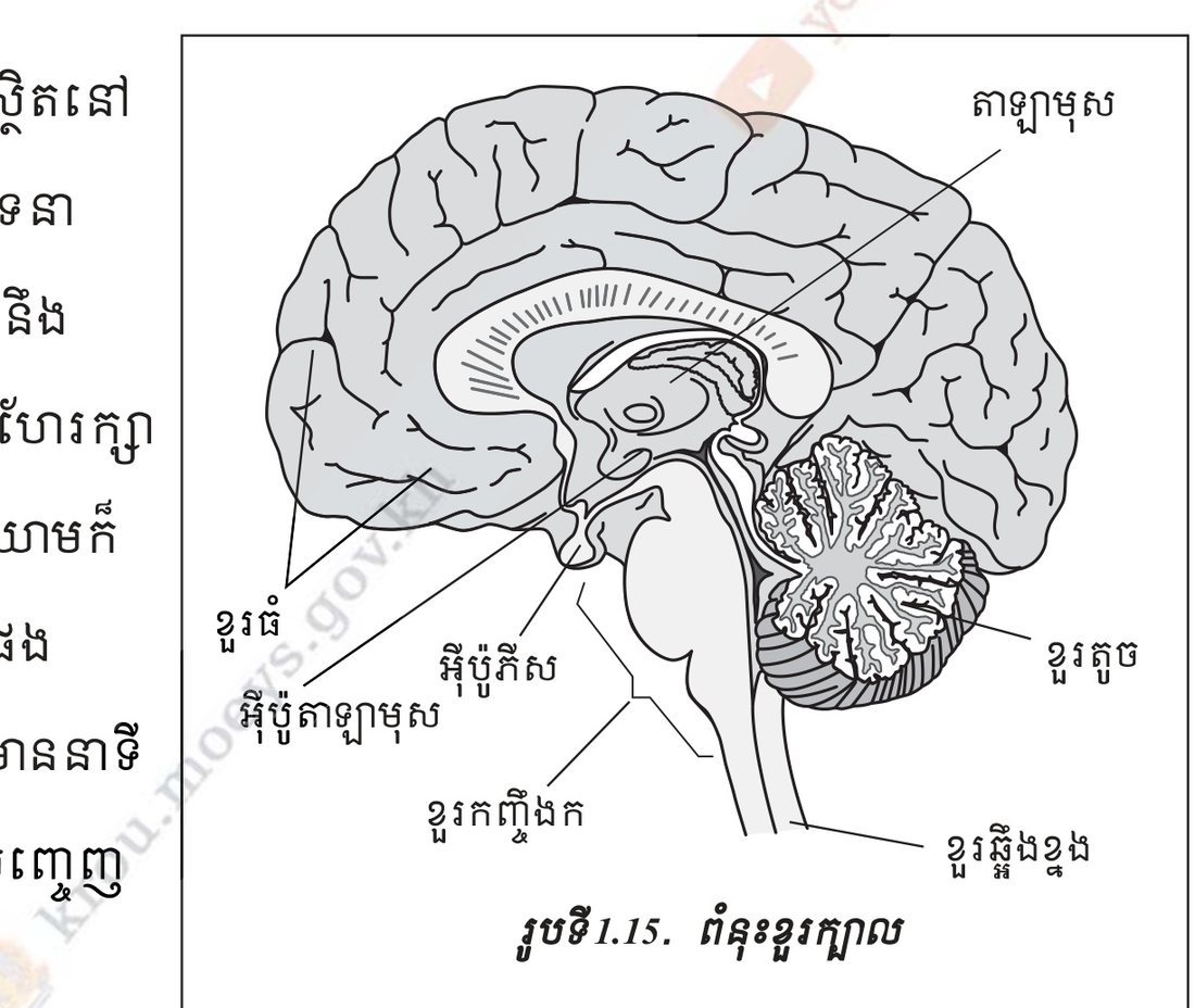 រូបទី 1.15 — ព័ន្ធខួរក្បាល