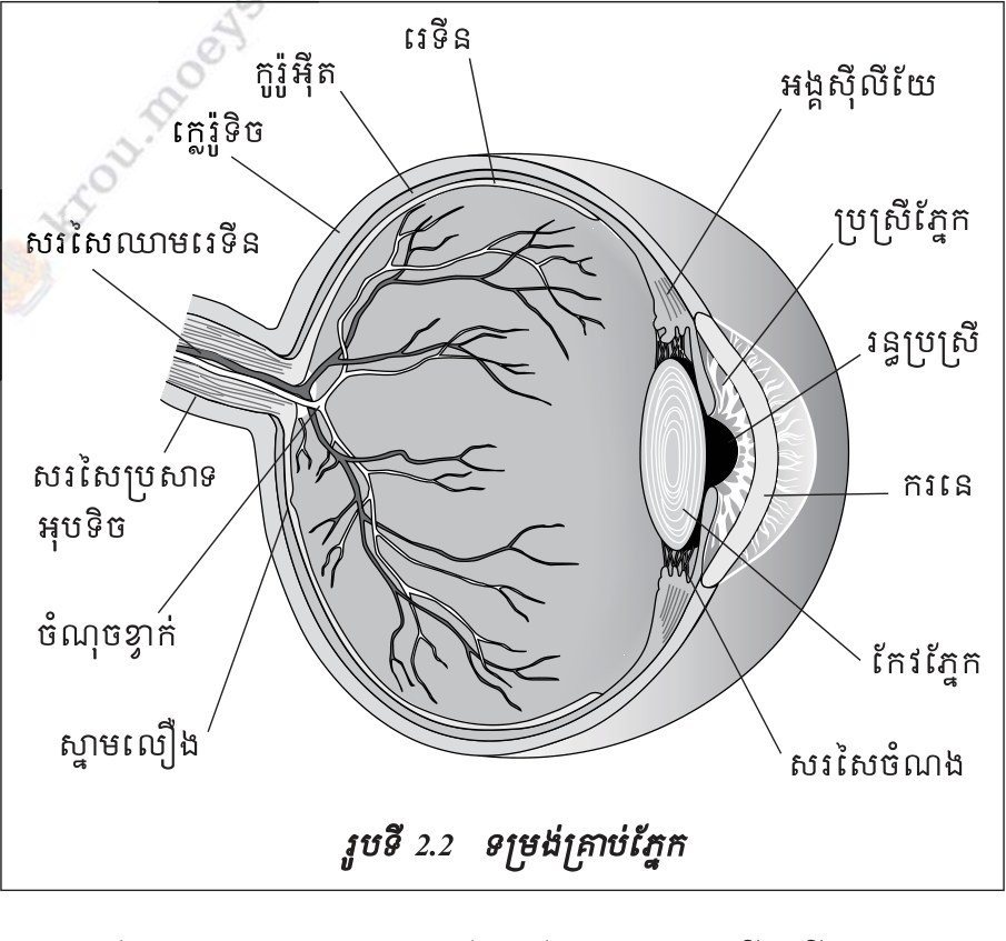 រូបទី 2.2 — ទម្រង់គ្រាប់ភ្នែក / Figure 2.2 — The structure of the eyeball