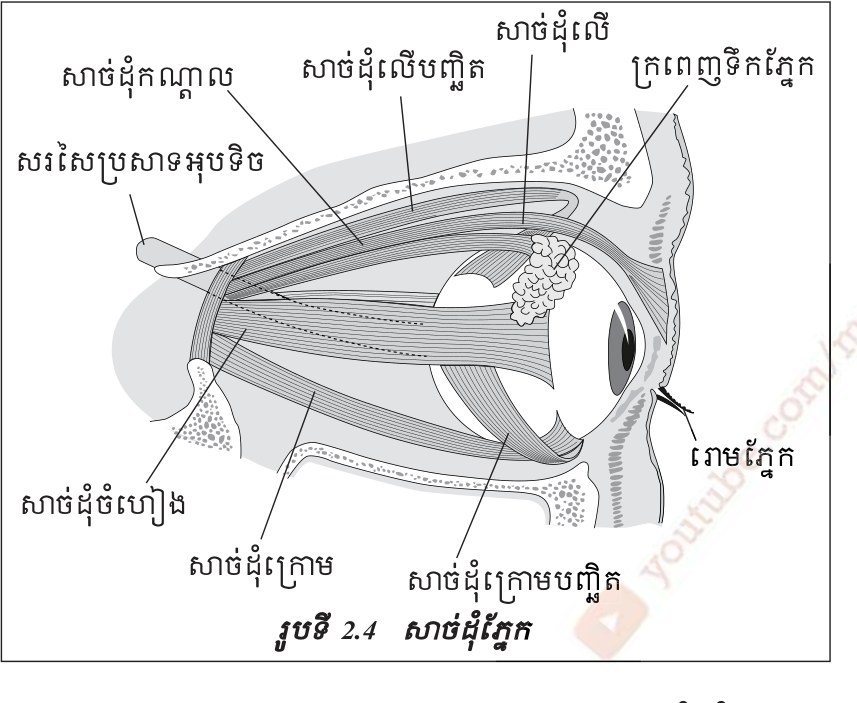 រូបទី 2.4 — សាច់ដុំភ្នែក / Figure 2.4 — The muscles of the eye
