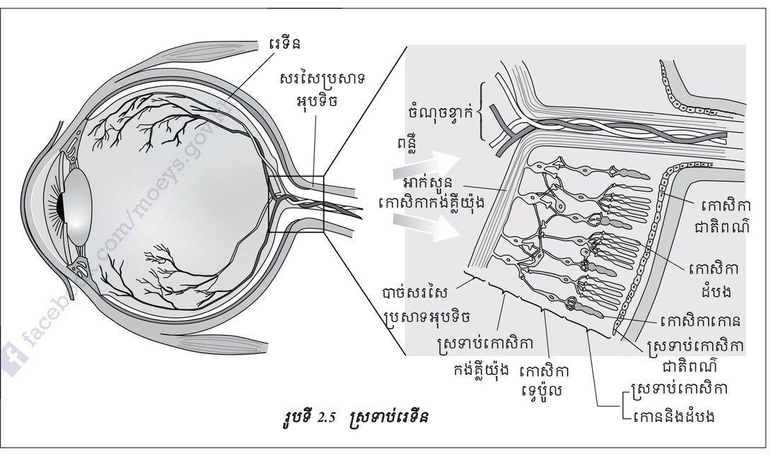 រូបទី 2.5 — ស្រទាប់រេទីន / Figure 2.5 — The layers of the retina