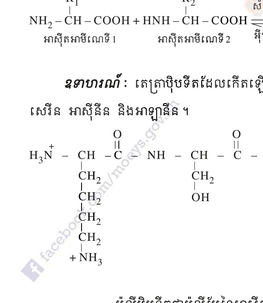 រូបទី 5 — រូបមន្តតេត្រាប៉េបទីត / Formula of a tetrapeptide