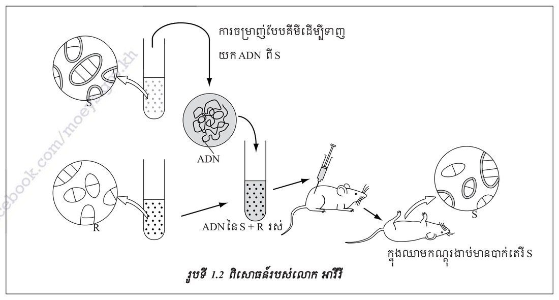 រូបទី 1.2 — ពិសោធន៍របស់លោកអាវើរី (ទំព័រ ១៤៧)