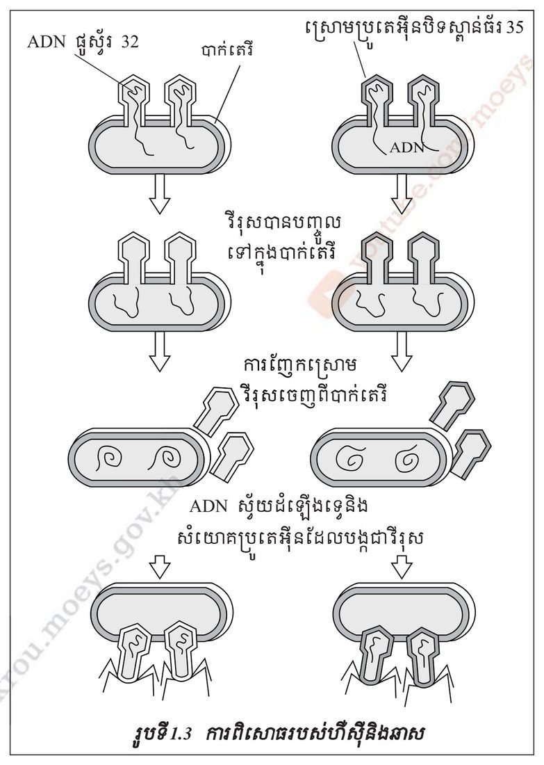 រូបទី 1.3 — ពិសោធន៍របស់ហឺស៊ី និងឆេស (ទំព័រ ១៤៩)