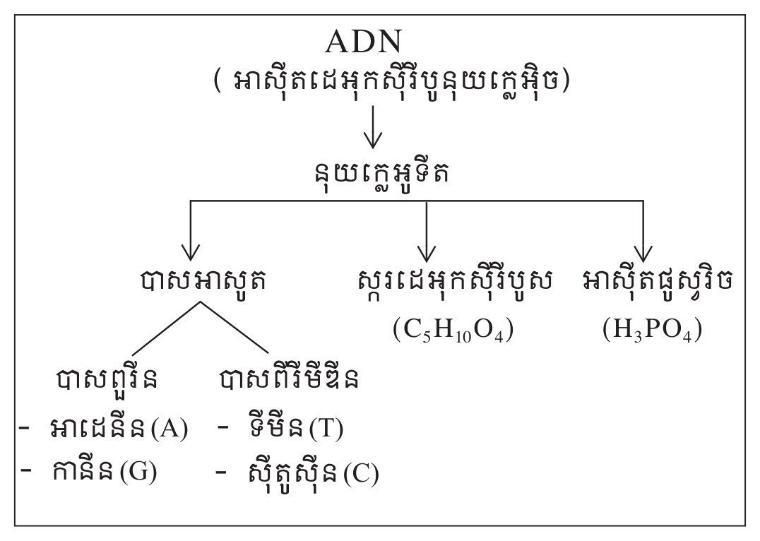 រូប — ដ្យាក្រាមធាតុបង្ករបស់ ADN (គ្មានចំណងជើងបោះពុម្ព, ទំព័រ ១៤៩)