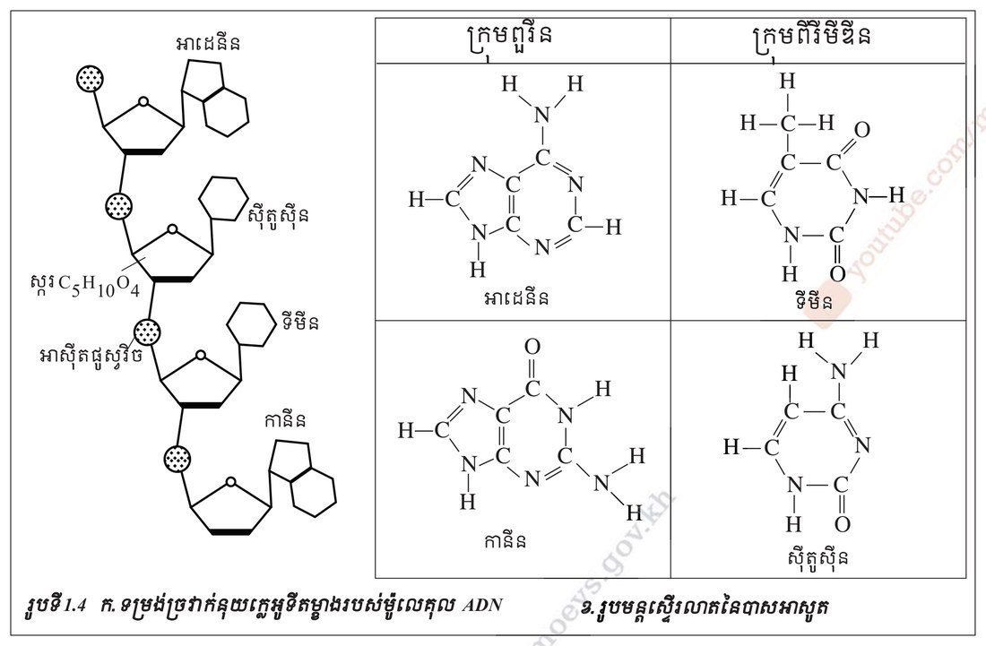 រូបទី 1.4 (ក) ច្រវាក់នុយក្លេអូទីត / (ខ) រូបមន្តស្ត្រូគ្យូរ៉ាលនៃបាសអាសូត (ទំព័រ ១៥០)