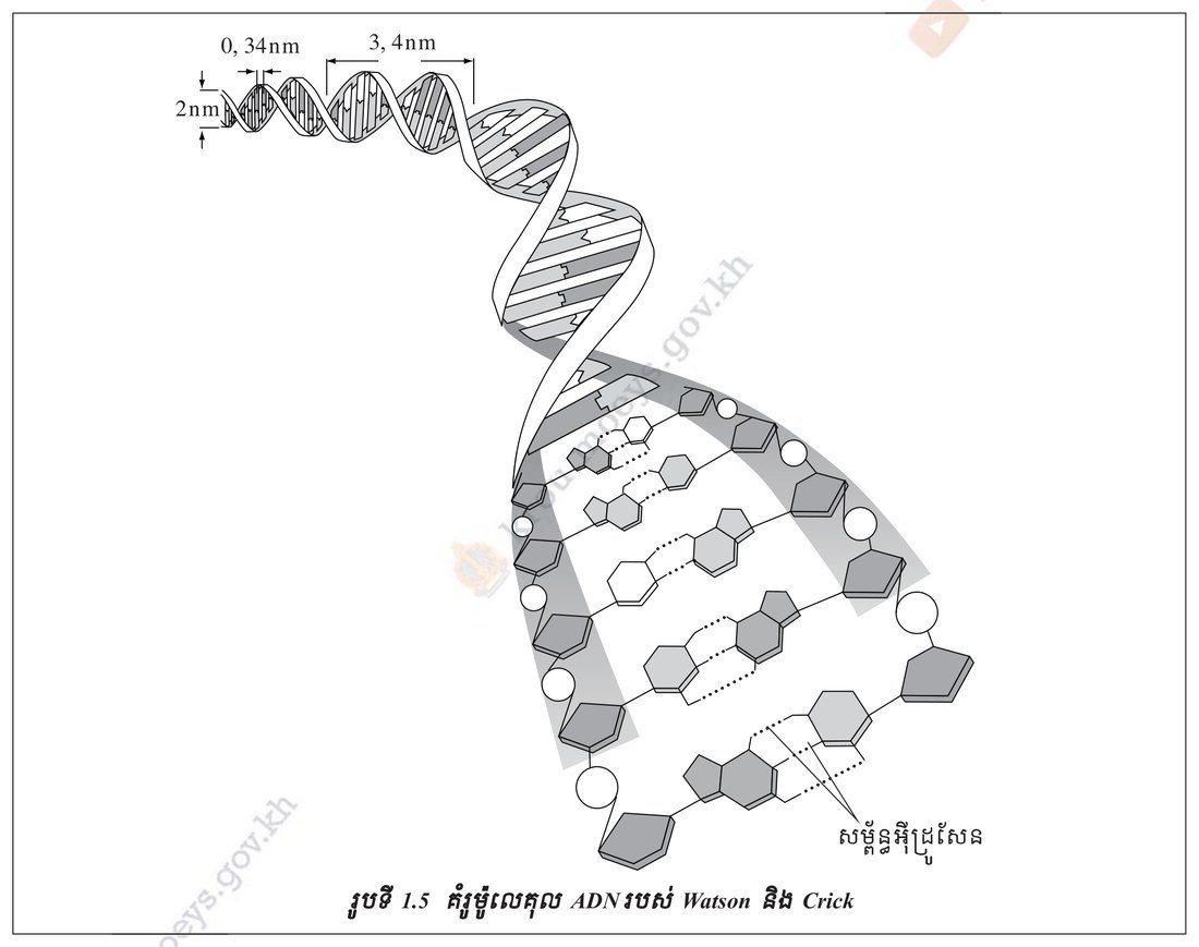 រូបទី 1.5 — គំរូម៉ូលេគុល ADN របស់ Watson និង Crick (ទំព័រ ១៥១)