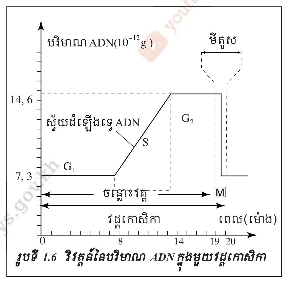 រូបទី 1.6 — វីវ័តនៃបរិមាណ ADN ក្នុងមួយវដ្តកោសិកា (ទំព័រ ១៥៣)