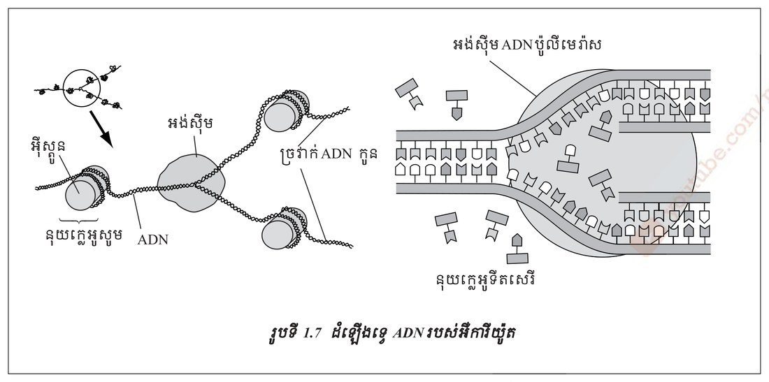 រូបទី 1.7 — ដំណើរការ ADN របស់អឺការីយ៉ូត (ទំព័រ ១៥៤)