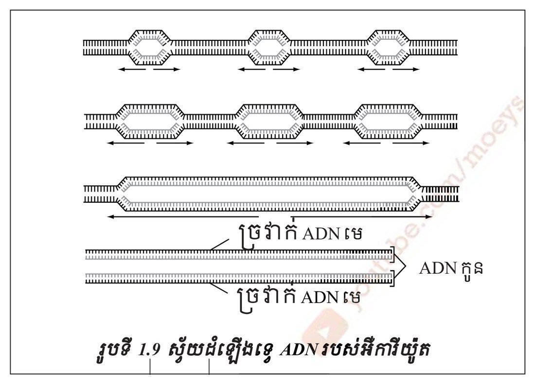 រូបទី 1.9 — ស្វ័យដឹងដេញ ADN របស់អឺការីយ៉ូត (ទំព័រ ១៥៥)
