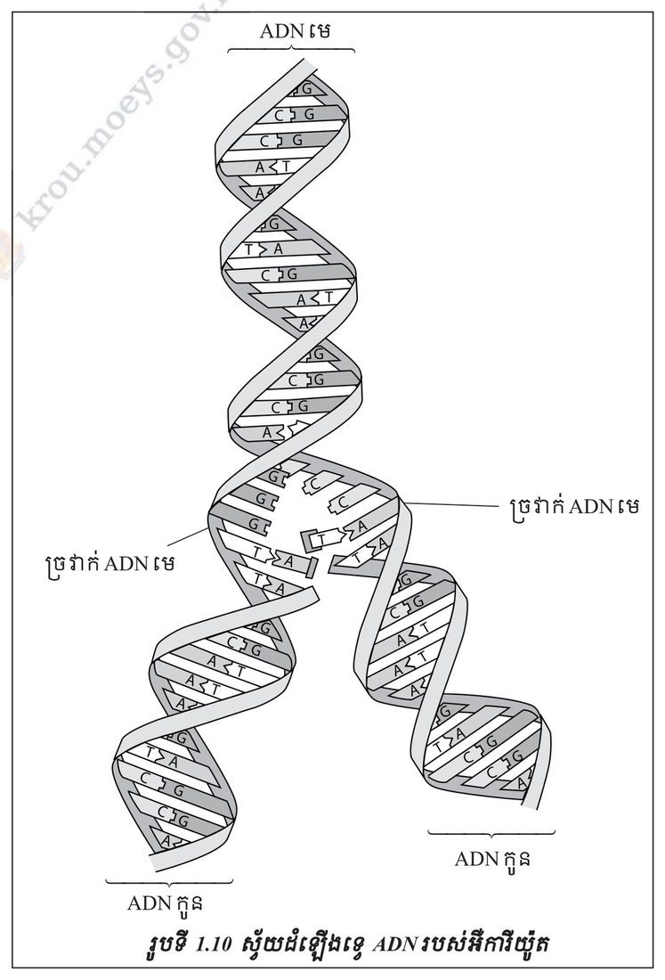 រូបទី 1.10 — ស្វ័យដឹងដេញ ADN របស់អឺការីយ៉ូត (ទំព័រ ១៥៥)