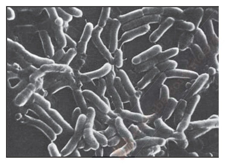 រូបទី 3.1 — កូល័ននៃបាក់តេរី / A colony of bacteria