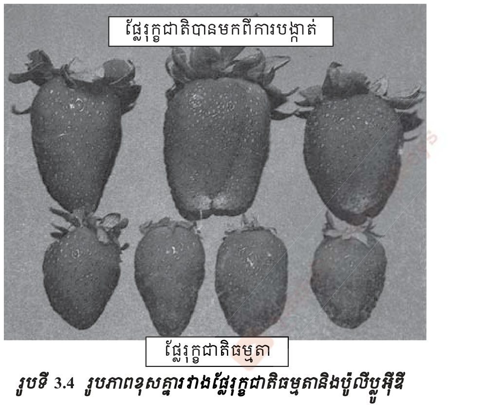 រូបទី 3.4 — រូបភាពខុសគ្នារវាងផ្លែរុក្ខជាតិធម្មតានិងពហុប្លូអីត / A normal fruit compared with a polyploid fruit