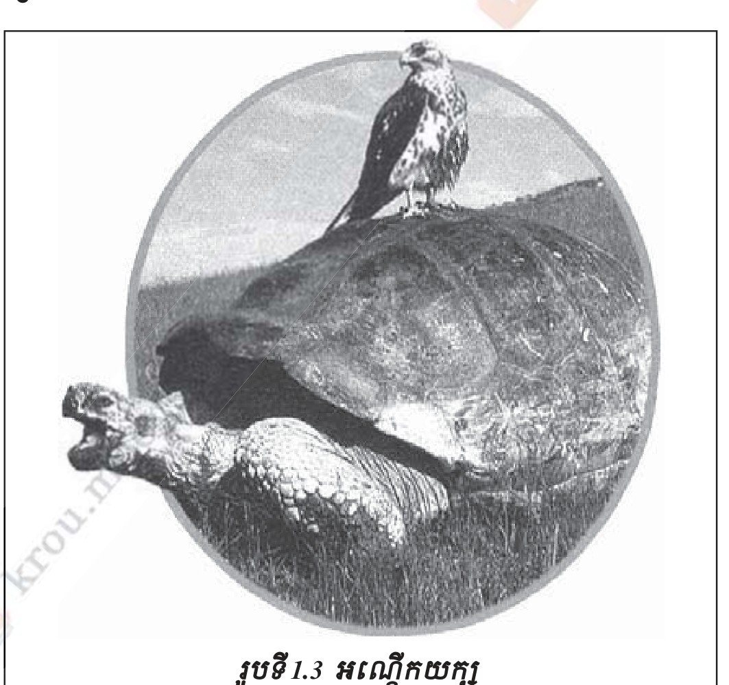 រូបទី 1.3 — អណ្តើកយក្សនៅប្រជុំកោះកាឡាប៉ាកូស / A giant tortoise of the Galápagos Islands 