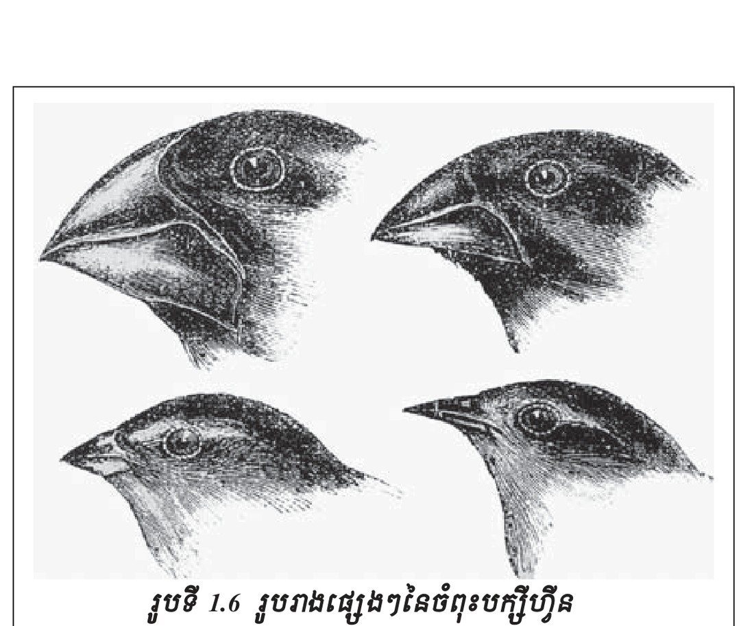 រូបទី 1.6 — រូបរាងផ្សេងៗនៃចំពុះបក្សីហ៊ីន / The different shapes of finch beaks 