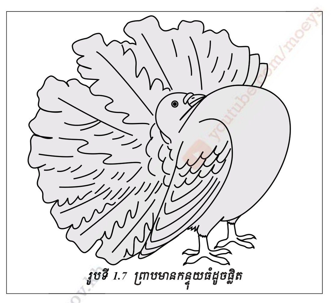 រូបទី 1.7 — ព្រាបមានកន្ទុយធំដូចជីត / A pigeon with a fantail as large as a fantail's 
