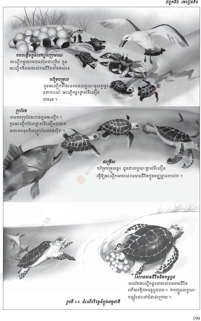 រូបទី 1.8 — ដំណើរវិវត្តន៍ក្នុងធម្មជាតិ ៖ វដ្តជីវិតអណ្ឌៈសមុទ្រ ប្រាំដំណាក់កាល / Natural selection: the life cycle of a sea turtle in five stages 