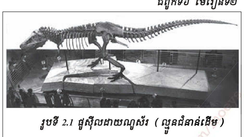 រូបទី 2.1 — ផូស៊ីលដាយណូស័រ (ឆ្អឹងជំនាន់ដើម) / A dinosaur fossil (bones of the ancient age) 