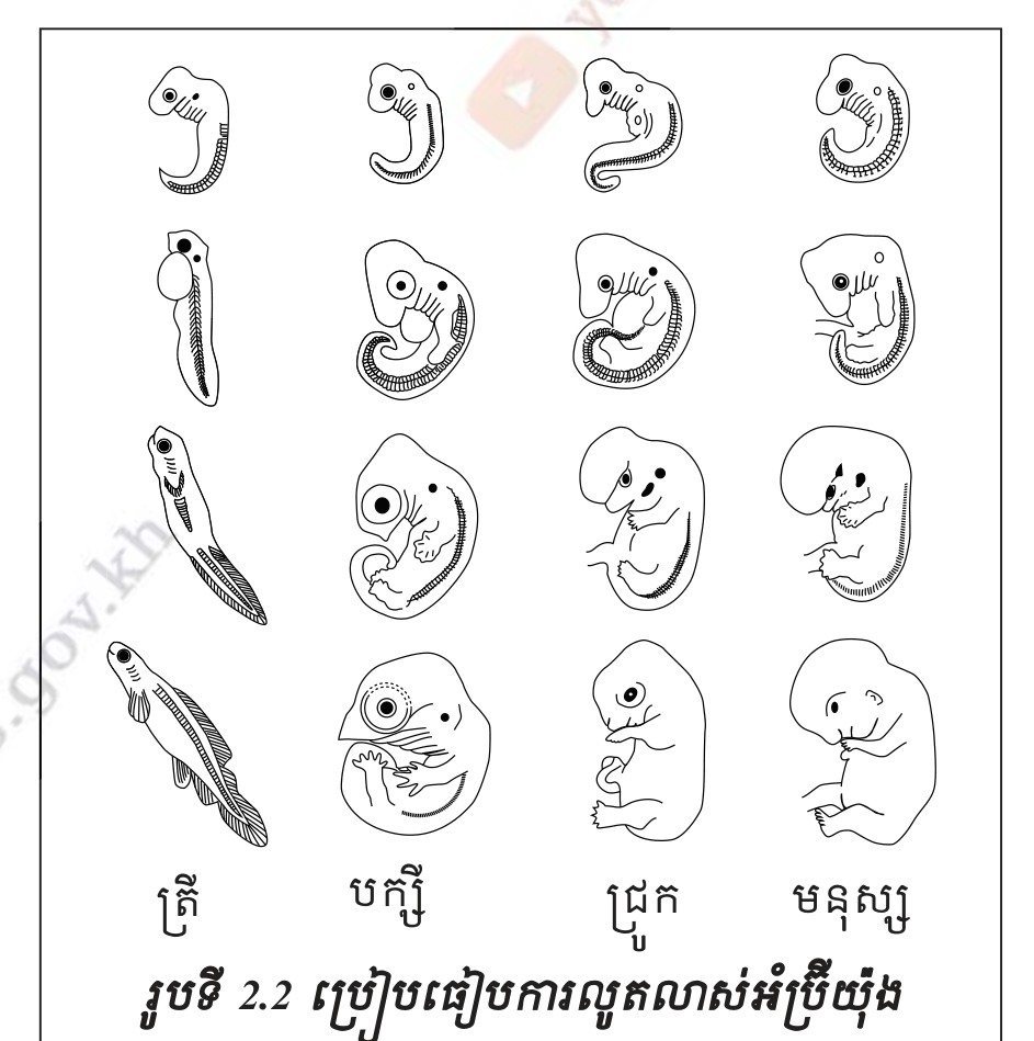 រូបទី 2.2 — ប្រៀបធៀបការលូតលាស់អំប្រុយយ៉ូងសត្វឆ្អឹងកងផ្សេងៗនៅដំណាក់កាលដំបូង / Comparing the early embryo stages of different vertebrates 