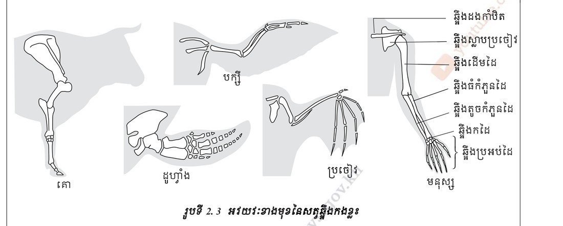 រូបទី 2.3 — អវយវៈខាងមុខនៃសត្វឆ្អឹងកងខ្នង / The forelimbs of vertebrates 