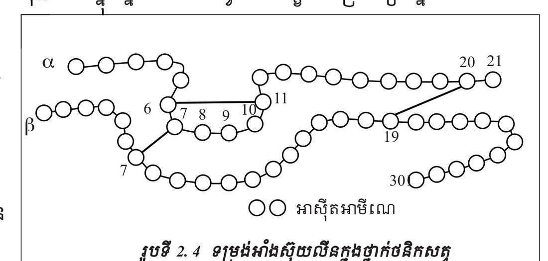រូបទី 2.4 — ទម្រង់អាមីណូអាស៊ីតក្នុងផ្នែកចំនួនសត្វ / The amino acid pattern in this part of the animal protein 
