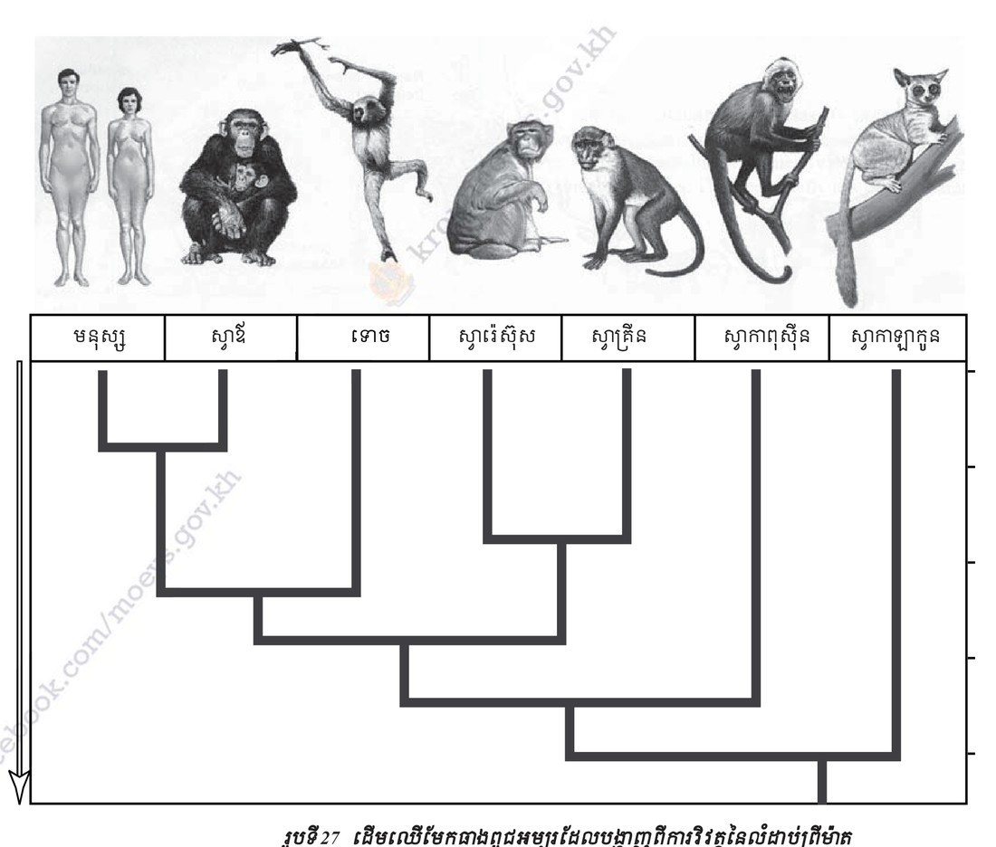 រូបទី 2.7 — ដើមឈើម៉ែកធាងពូជអម្រួដែលបង្ហាញពីការវិវត្តន៍លំដាប់ព្រីម៉ាត / A branching tree showing the evolution of the primates 